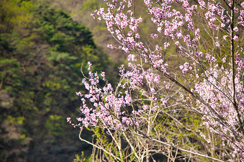 4월의 영월은 곳곳에서 벚꽃과 복사꽃을 함께 만날 수 있다.