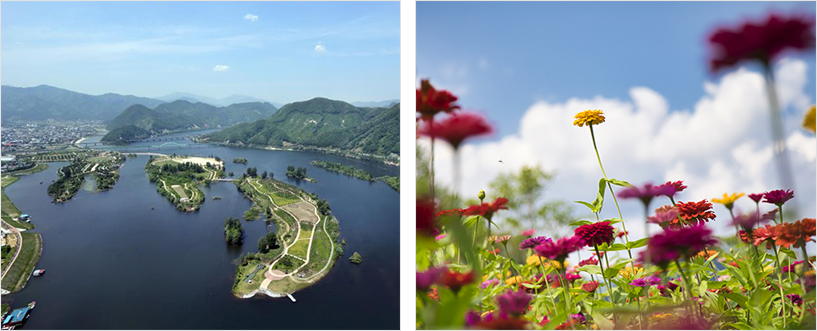 왼쪽은 자라섬 전경 / 사진 오른쪽은 자라섬 남도의 구절초와 백일홍
