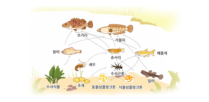 물고기는 수중 생태계의 최상위 포식자에 위치합니다. 하위 포식자의 개체량을 조절하는 역할과 동시에 호흡과 같은 여러 작용으로 강물의 균형을 맞추어주는 역할을 하고 있습니다.우리나라에 서식하는 물고기는 총 215종인데, 이 중에는 1차 담수어, 2차 담수어, 기수성 어류, 소하성 및 강하성 어류 등이 모두 포함됩니다.