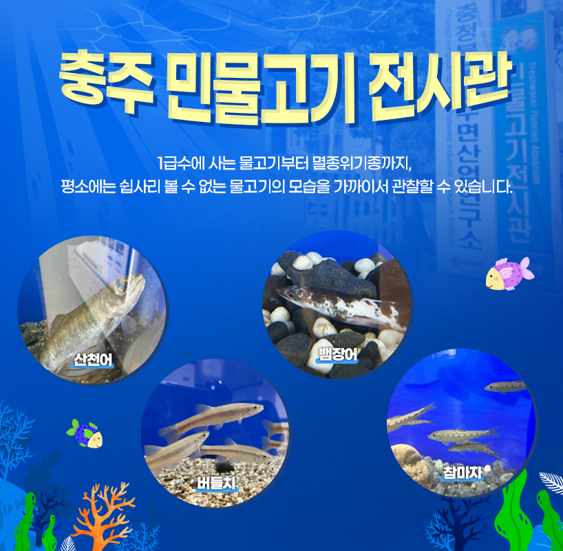충주 민물고기 전시관 1급수에 사는 물고기부터 멸종위기종까지, 평소에는 쉽사리 볼 수 없는 물고기의 모습을 가까이서 관찰할 수 있습니다. 산천어, 버들치, 뱀장어, 참마자